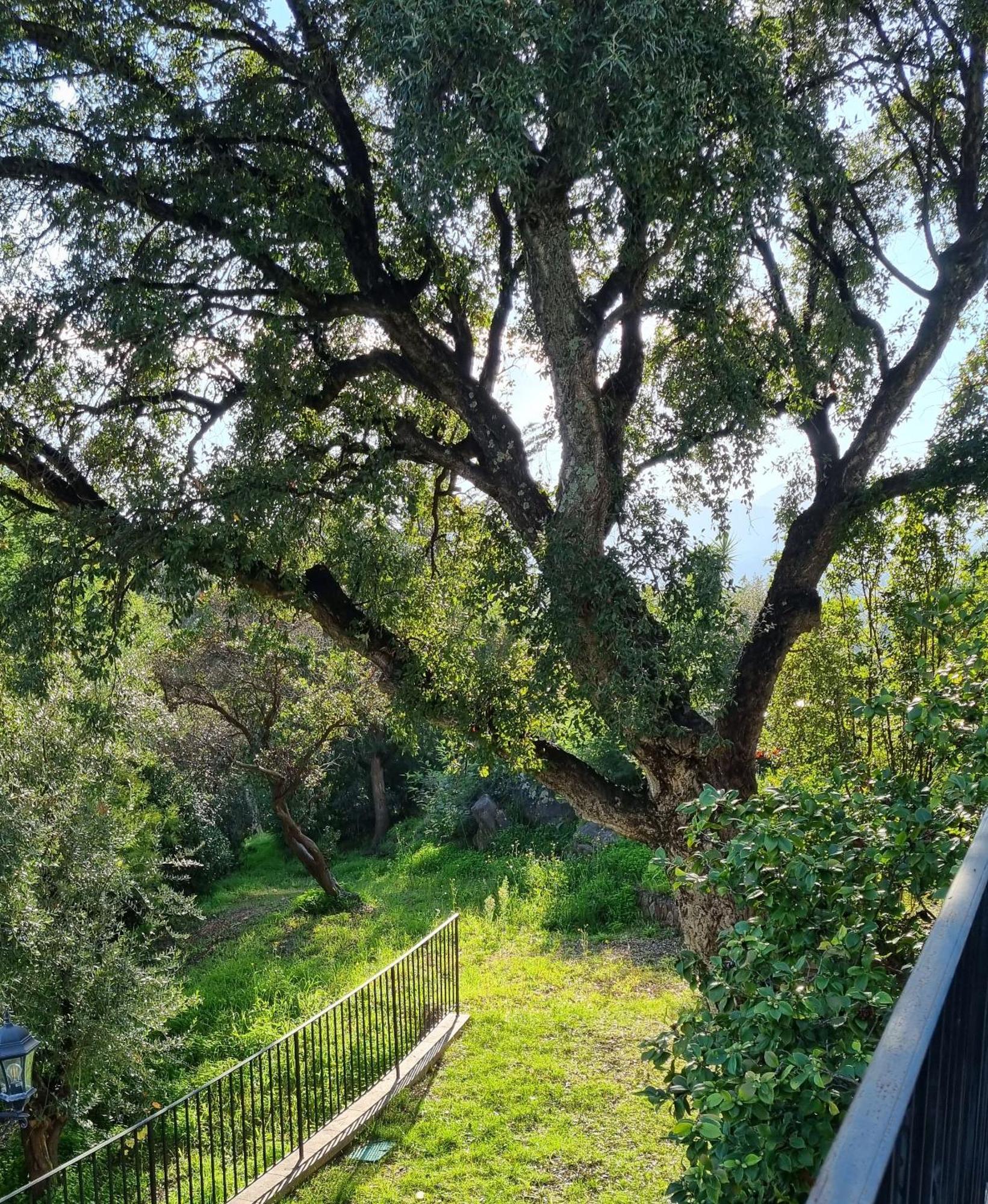Villa Les Roches Mandelieu Exteriér fotografie